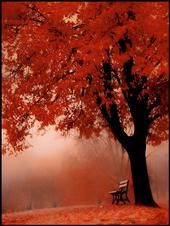 Tracie Lopresti