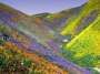 Sean Wallis