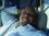 steve thomas 51 FL