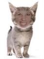 Diana Swift