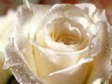 Rose Jones