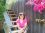 sandra chew 53 CA