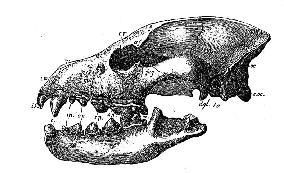 profile