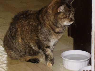 Stella Marzen