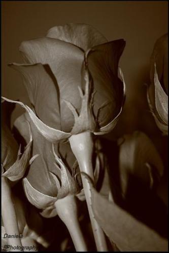 dawn carter