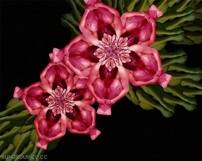 Karen Bechler