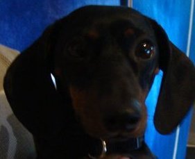 Sally Eynon