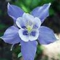 martin blue