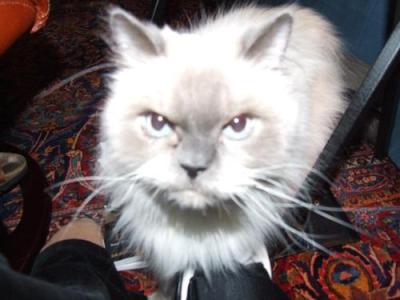 Tala Suidan