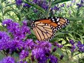 Debra Bodi