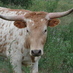 June Siva