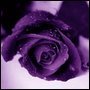 Rose Hodge