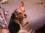 sharon crabtree 62 IN