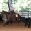 carolyn jaques 69 OK