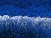 Tony Cook