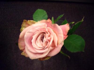 Rose Sybrant