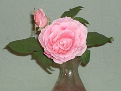 Renee Wickman