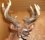 steven tuttle 40 MO