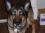 casey rust 45 CA