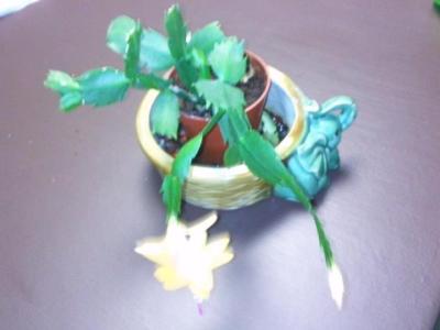 Patricia Welenc