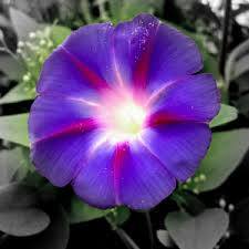 Lori Fosdick